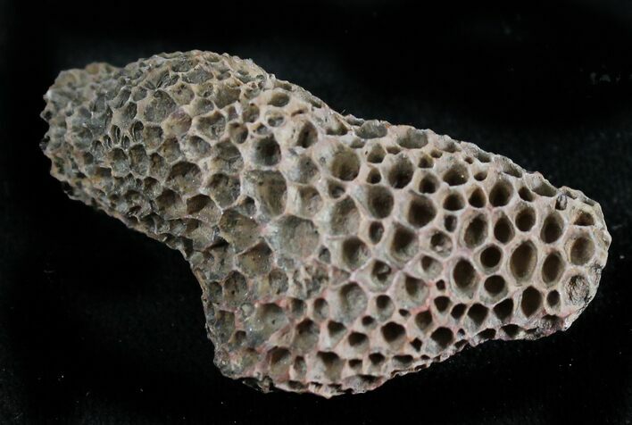 Fossil Tabulate Coral (Thamnopora) - Morocco #28543